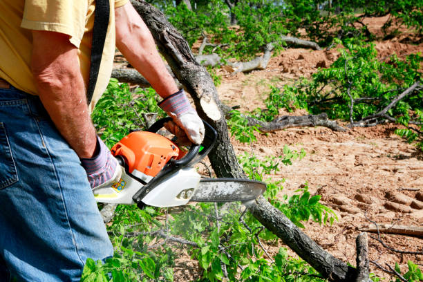 Trusted Cottageville, SC Tree Service Experts